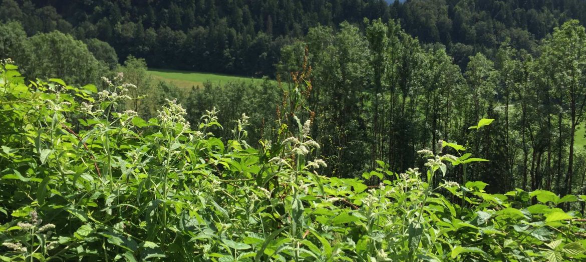 Wilde Minze auf dem Sonderdach