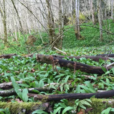 Bärlauchwiese im Wald